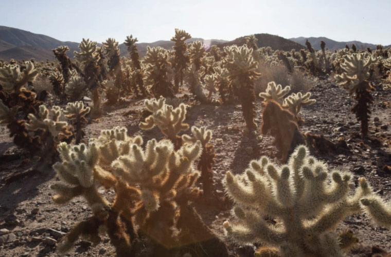 cholla cacti in Joshua Tree