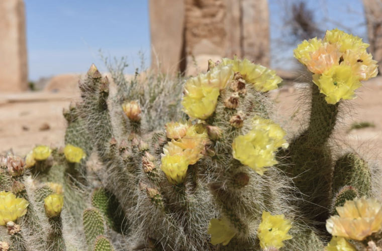 closeup of a prickly pear cactus in bloom